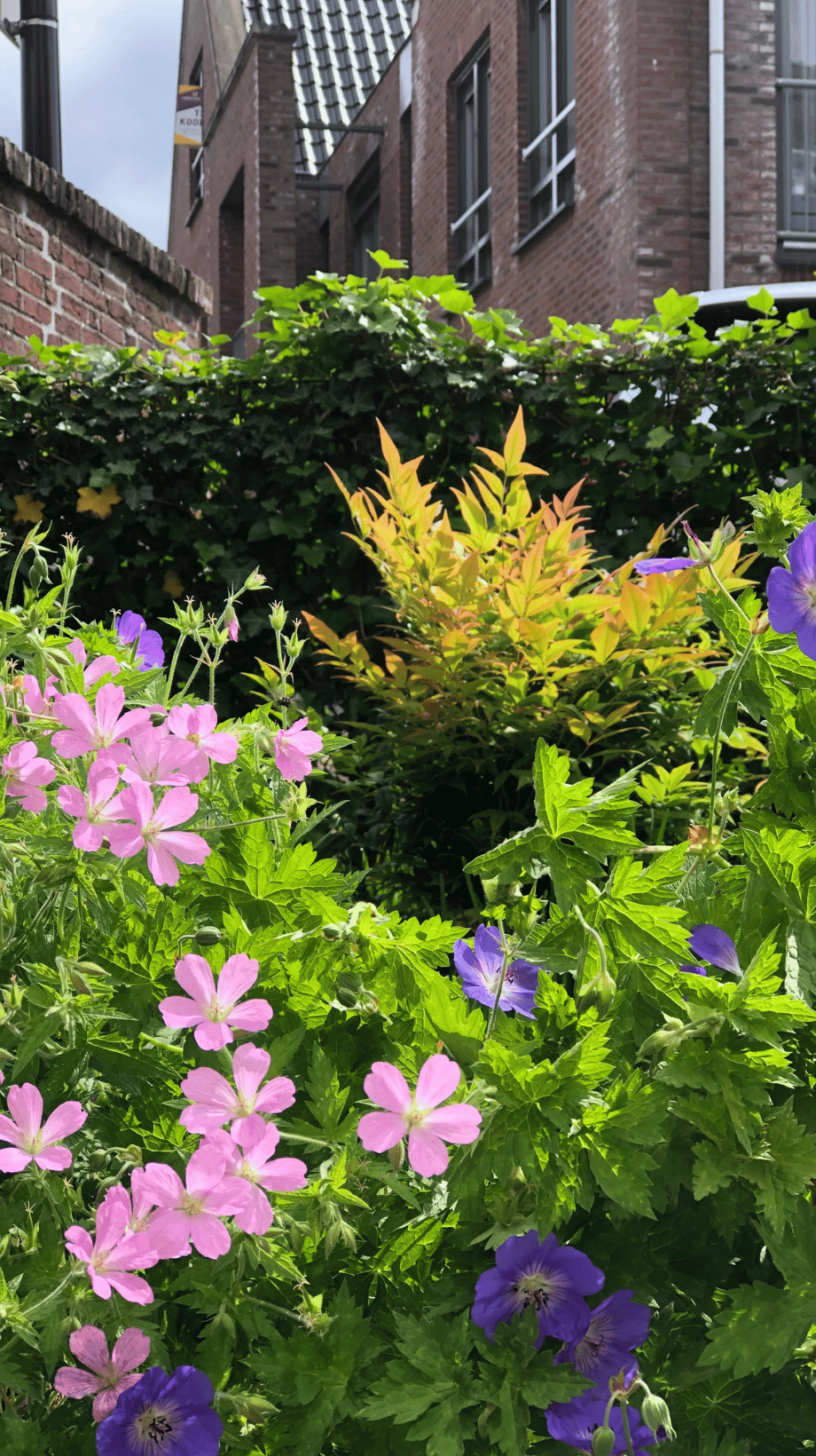 Border met beplanting die het hele jaar bloeit in een tuin in Alblasserdam, aangelegd door Cerci Design