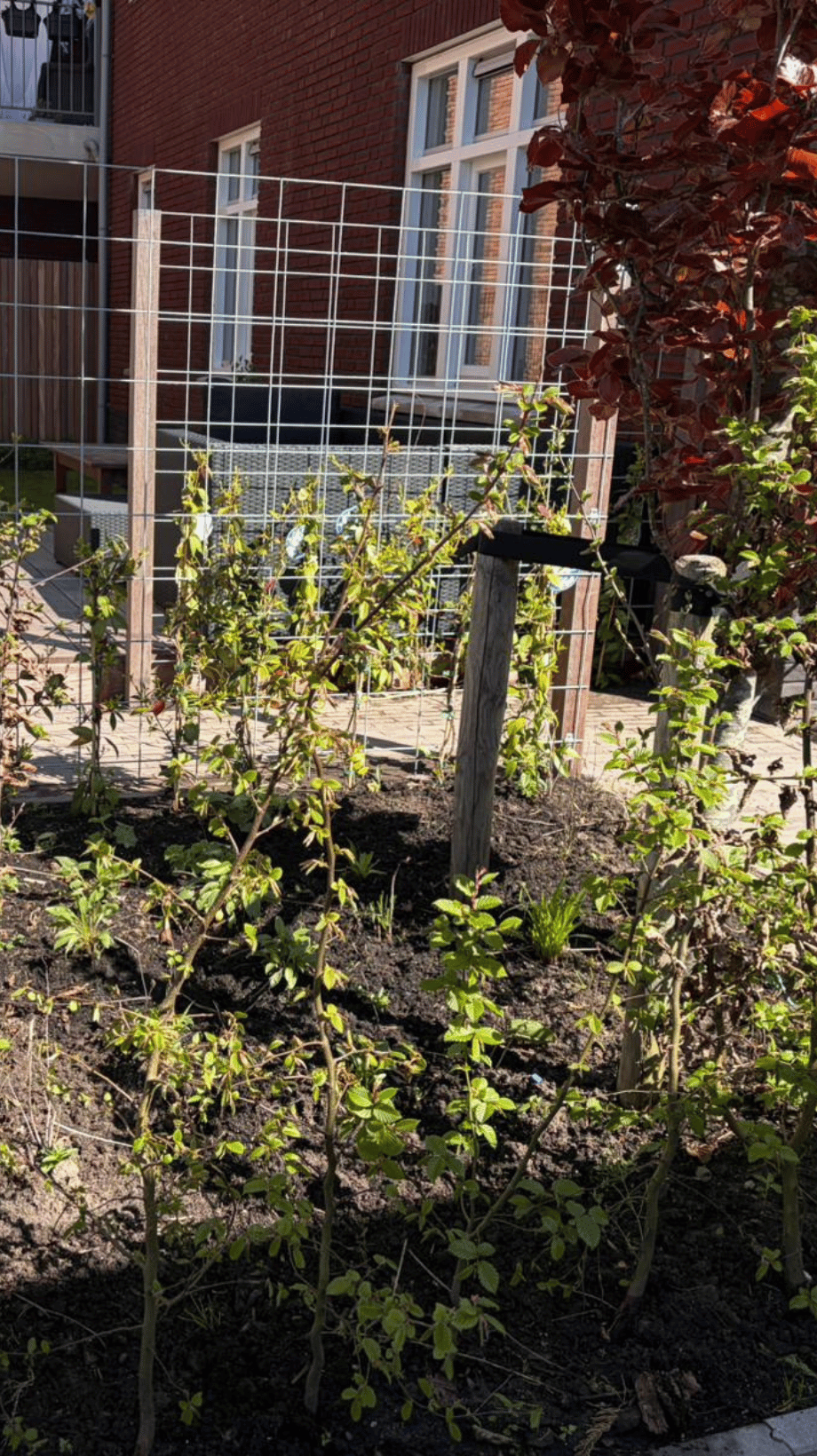 Kleine tuin met privacy door groen rondom in de regio Rotterdam door Cerci Design